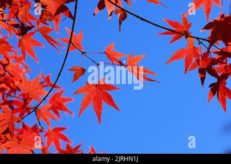 Acero giapponese sullo sfondo blu del cielo. Albero di acero giapponese  rosso nel giardino. Foto di strada, nessuno, fuoco selettivo, spazio di  copia per il testo Foto stock - Alamy