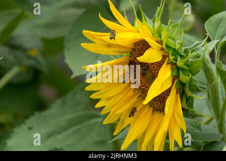 Le api mellifere raccolgono polline e nettare dalla testa di girasole in una giornata estiva di sole. Concetto di sfondo naturale. Primo piano, messa a fuoco selettiva Foto Stock