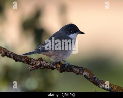 Western Orphean Warbler (Sylvia hortensis). Foto Stock