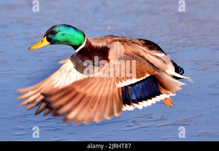 BALLARE SUL GHIACCIO . LE ANATRE MALLARD SCIVOLANO SULLO STAGNO DI FROZEN A BAFFINS, PORTSMOUTH, HANTS. FOTO DI MIKE WALKER, FOTO DI MIKE WALKER, 2012 Foto Stock