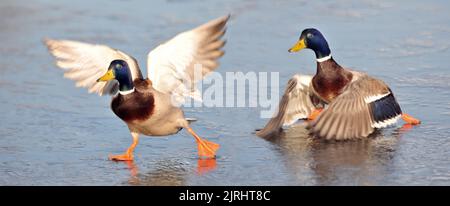 BALLARE SUL GHIACCIO . LE ANATRE MALLARD SCIVOLANO SULLO STAGNO DI FROZEN A BAFFINS, PORTSMOUTH, HANTS. FOTO DI MIKE WALKER, FOTO DI MIKE WALKER, 2012 Foto Stock