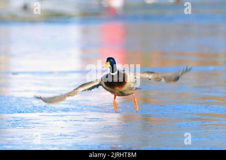 BALLARE SUL GHIACCIO . LE ANATRE MALLARD SCIVOLANO SULLO STAGNO DI FROZEN A BAFFINS, PORTSMOUTH, HANTS. FOTO DI MIKE WALKER, FOTO DI MIKE WALKER, 2012 Foto Stock