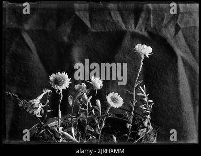Helichrysum bellidioides (Everlasting Daisy), circa 1910, di Fred Brockett. Foto Stock