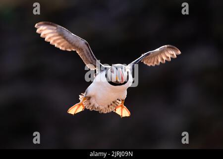 Un Puffin Atlantico (Fratercula artica) che arriva a terra, retroilluminata contro la collina oscura da luce notturna dorata, Skomer Island, Galles Foto Stock