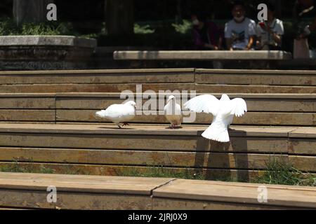 Un primo piano di belle colombe su scale di legno in un parco Foto Stock