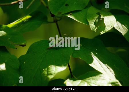 Un panorama communis in piedi su una foglia di pianta verde nel giardino in luce del sole Foto Stock