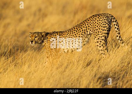 Ghepardo (Acinonyx jubatus) in luce dorata Foto Stock