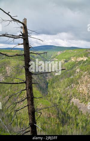 Albero bruciato Myra Canyon Kelowna Canada. Un albero bruciato ai margini del Myra Canyon situato nel Myra-Bellevue Provincial Park a Kelowna. Foto Stock