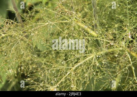 Foglie di finocchio (Foeniculum vulgare) con gocce di pioggia Foto Stock