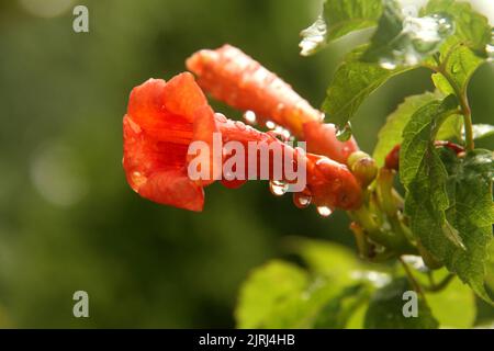 Primo piano dei fiori di vite di Trumpet sotto la pioggia Foto Stock