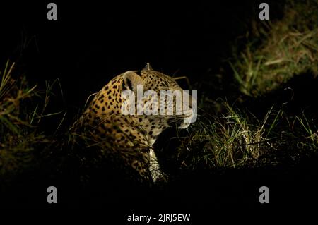 Leopardo che riposa, preso su un orologio di gioco in Sudafrica di notte, questo era stato sul prowl Foto Stock