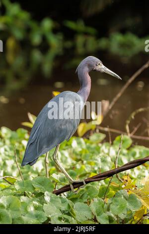 Little Blue Heron (Egretta Caerulea) in cerca di cibo in acqua Tortuguero, parco nazionale di Tortuguero, Costa Rica Foto Stock