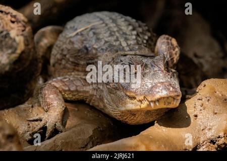 Alligatore (Alligator mississippiensis) che riposa sulla riva del fiume Tortuguero in una giornata di sole, Costa Rica Foto Stock