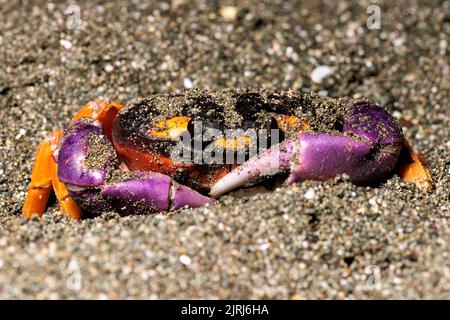 Granchio di Halloween (Gecarcinus Quadratus) sulla spiaggia di notte vicino a Puerto Jimenez, penisola di Osa, Costa Rica Foto Stock