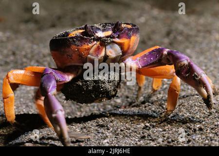 Granchio di Halloween (Gecarcinus Quadratus) sulla spiaggia di notte vicino a Puerto Jimenez, penisola di Osa, Costa Rica Foto Stock