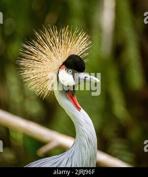 Gray Crowned Crane visto nel selvaggio. Foto Stock