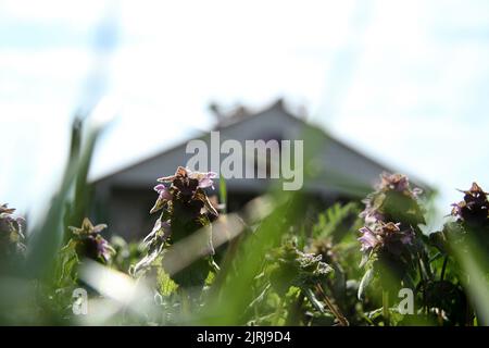 Lamium purpurpurpurpureum (porpora morta-ortica) in Virginia, USA Foto Stock