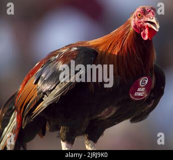 Columbia, Stati Uniti. 29th ago, 2013. La mascotte dei Gamecocks del South Carolina è dotata di un adesivo "Beat UNC" durante l'azione contro il North Carolina allo stadio Williams-Brice di Columbia, South Carolina, il 29 agosto 2013. (Foto di Robert Willett/Raleigh News & Observer/TNS/Sipa USA) Credit: Sipa USA/Alamy Live News Foto Stock