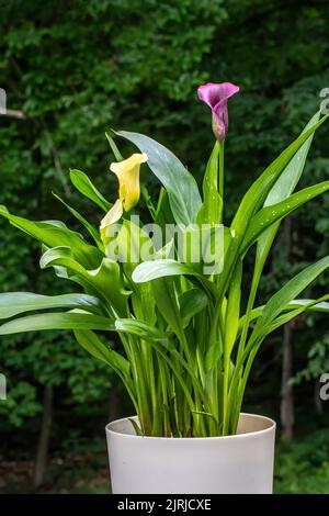 Gigli di Calla gialli e viola in una pentola bianca in un giardino estivo in St. Croix Falls, Wisconsin, Stati Uniti. Foto Stock