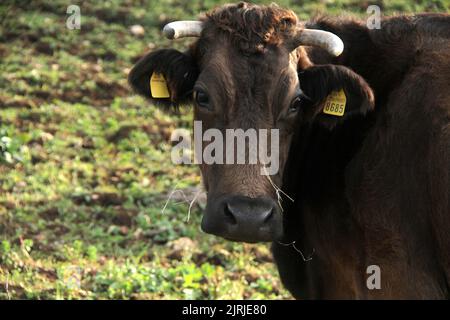 Mucca con le etichette su ogni orecchio Foto Stock