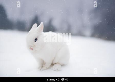 Nana olandese, coniglietto bianco nella neve Foto Stock