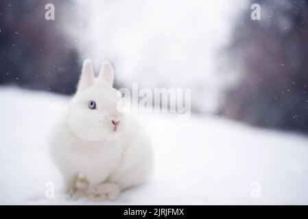 Nana olandese, coniglietto bianco nella neve Foto Stock