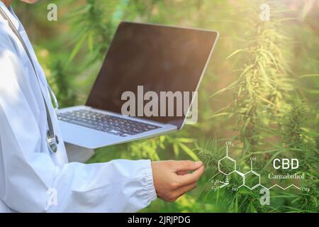 Ricerca sulla marijuana, scienziato femminile in un campo di canapa che controlla piante e fiori, concetto di medicina alternativa a base di erbe marijuana. Foto Stock