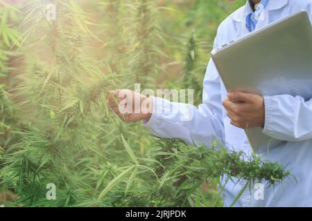 Ricerca sulla marijuana, scienziato femminile in un campo di canapa che controlla piante e fiori, concetto di medicina alternativa a base di erbe marijuana. Foto Stock
