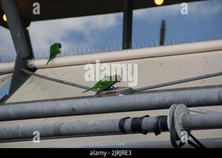 Due pappagalli verdi selvatici seduti in cima a misure anti-uccelli a Sydney, Australia Foto Stock