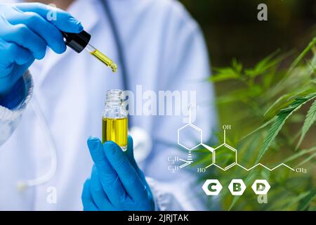 Elementi del CBD nella Cannabis, estratto di cannabis in olio del CBD, ricerca di estratti di olio di canapa per scopi medici. Foto Stock