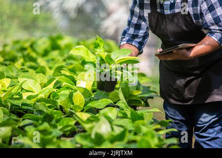 I giardinieri lavorano sulle piante nella serra e prendono appunti sul tablet. Primavera ed estate piccolo fiore idea di business Foto Stock
