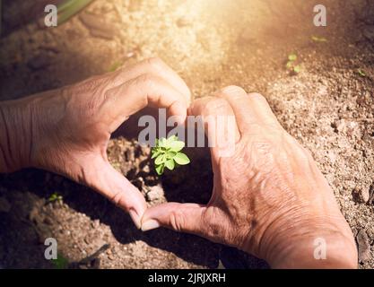 Cresciuto con love. Una donna che fa una forma di cuore intorno ad una pianta germogliante dal suolo. Foto Stock