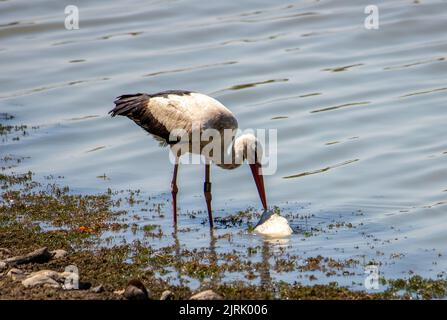 Una cicogna bianca che mangia un pesce sulla riva, catturando Foto Stock