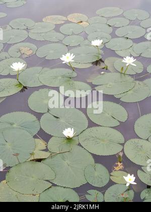 Un bel giglio di acqua tropicale bianco o fiore di loto in stagno Foto Stock