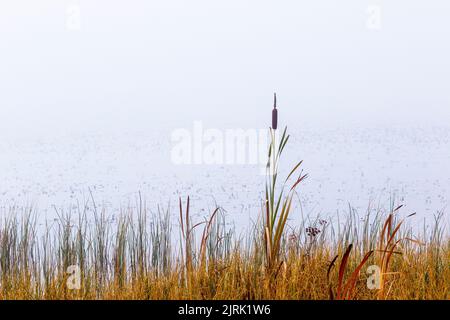 Bullrush al bordo del lago Foto Stock