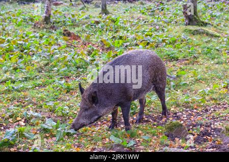 Cinghiale in cerca di cibo in una glade Foto Stock