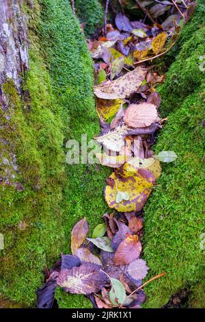 Foglie autunnali giacenti in una fessura Foto Stock