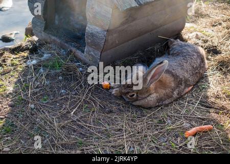 Coniglio fattoria rilassante in ombra durante la giornata calda. Foto Stock