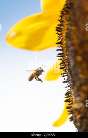 Ape miele raccolta polline da girasole - Scozia, Regno Unito Foto Stock