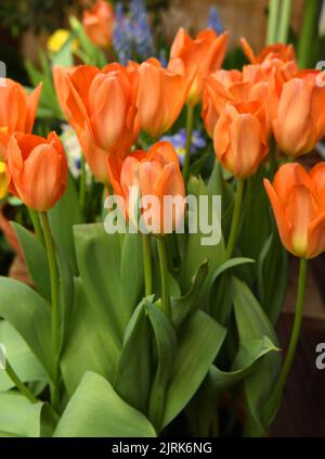 Molla. Tulip Orange Emperor, brillante carota-arancio con interno più scuro punteggiato di pallido, buttercup-base gialla e antere nere Foto Stock