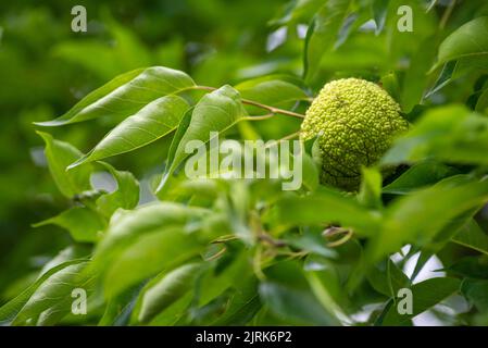 Maclura pomifera frutta o mela Adamo che cresce su albero. Famiglia di Mulberry (Moraceae) utilizzato in medicina alternativa articolazioni sciatica.osage arancio, cavallo appl Foto Stock