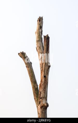 Albero morto essiccato gambo su sfondo bianco primo piano Foto Stock