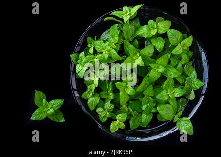 Menta piperita fresca twig menta su un piatto nero su uno sfondo nero scuro con un posto per il testo. Top view copy space Foto Stock