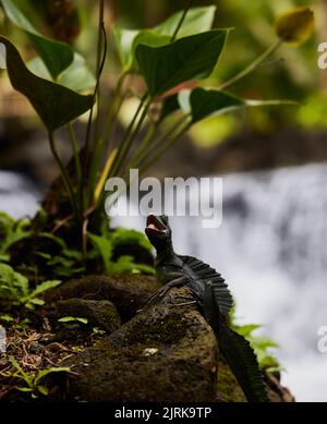 Un colpo verticale di basilisk comune nel suo habitat naturale, sorgenti termali di Tabacon, Costa Rica Foto Stock
