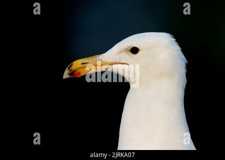 Un ritratto di un gabbiano di aringa americano adulto (Larus smithsonianus) Foto Stock