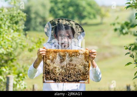 Beekeeper tenendo telaio sfondo struttura modello sezione cera Bees lavoro honeycomb da alveare riempito d'oro miele concetto apicoltura Apiary Inspe Foto Stock