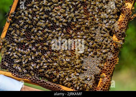 Beekeeper tenendo telaio sfondo struttura modello sezione cera Bees lavoro honeycomb da alveare riempito d'oro miele concetto apicoltura Apiary Inspe Foto Stock