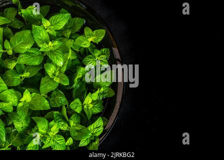 Menta piperita fresca twig menta su un piatto nero su uno sfondo nero scuro con un posto per il testo. Top view copy space Foto Stock