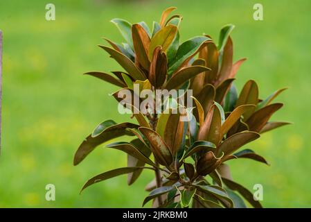 Magnolia grandiflora rami magnoliaceae sempreverde foglie verdi e lussureggianti bell'albero tropicale cresce natura selvaggia sfondo Moldavia Botanical Garde Foto Stock