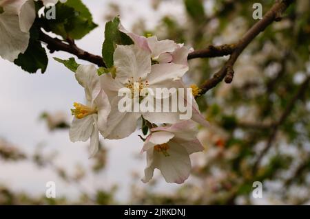 La mela fiorisce in primavera contro il cielo nuvoloso. Foto Stock